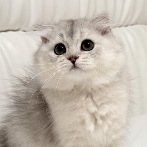 スコティッシュフォールドの写真3