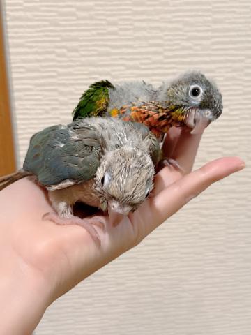 ウロコインコ 46の写真3