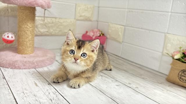 ブリティッシュショートヘア