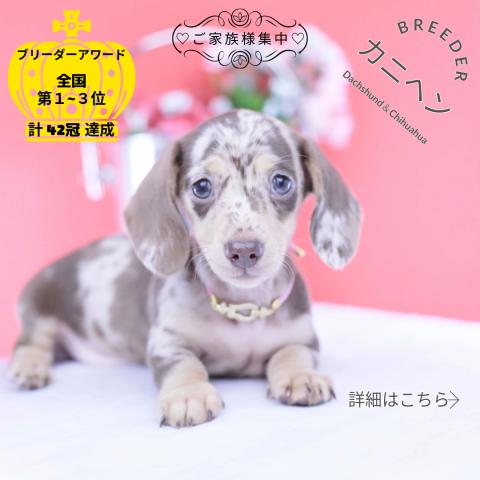 カニヘンダックスフンド スムース