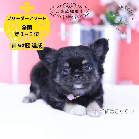 チワワ　ロング