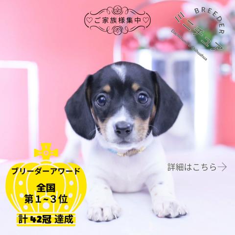 ミニチュアダックスフンド スムース