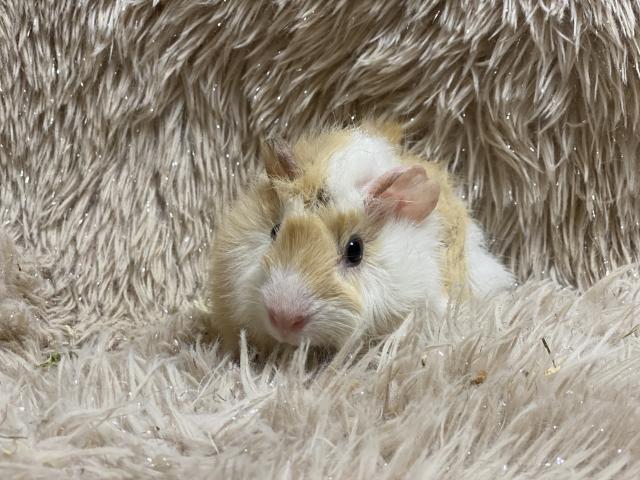 アビシニアンモルモット