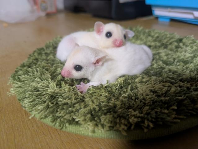 リューシ