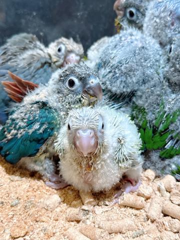ウロコインコ 49の写真4