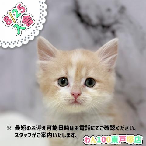 マンチカン