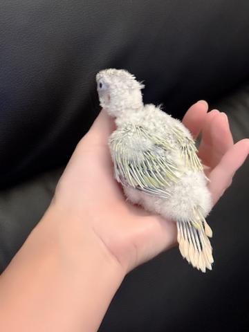 ウロコインコ 49の写真3