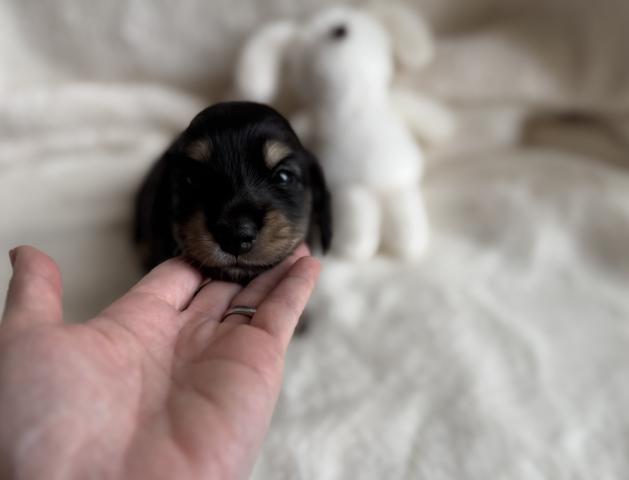 ミニチュアダックスフンド