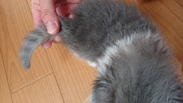サイベリアンの写真4