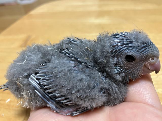 サザナミインコ