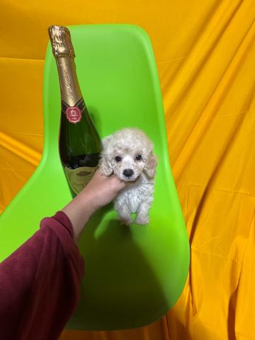 トイプードルティーカッププードル1.9kg成犬時予想✨