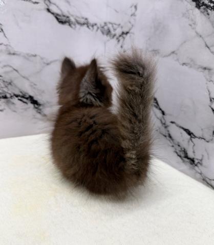 ミヌエット（旧ナポレオン）【動画あり】あんよみじみじにゃんこです！の写真4