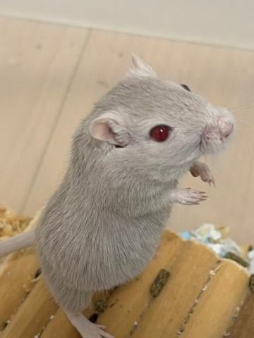 カラージャービル
