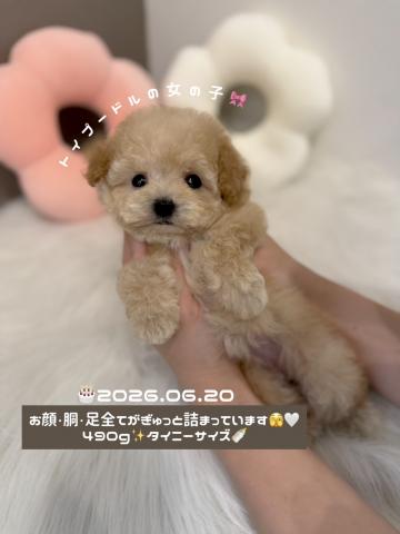 トイプードル🍼タイニーサイズ予想🧡 ̖́-