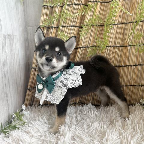 豆柴の写真3