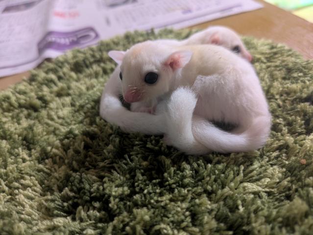 フクロモモンガ リューシの写真3