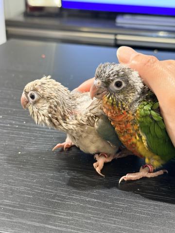 ウロコインコ 46の写真2