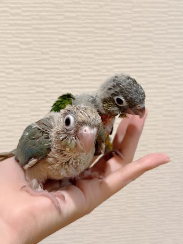 ウロコインコ 43の写真2
