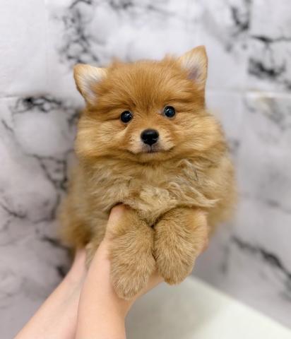 MIXスピッツ×ポメラニアン【動画あり】もしかして…キツネ！？じゃない！可愛いスピポメちゃんだ♡の写真3