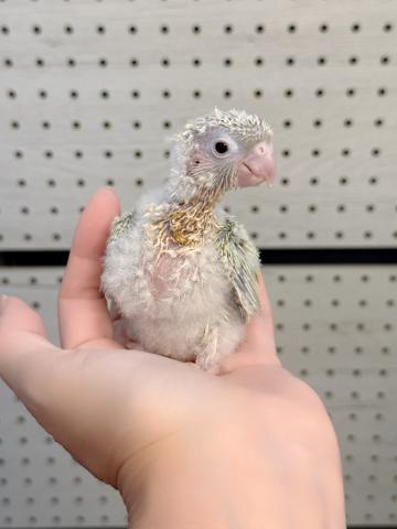 ウロコインコ 49の写真2