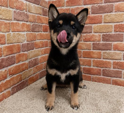 豆柴犬の写真3