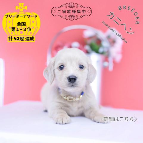 カニヘンダックスフンド　ロング