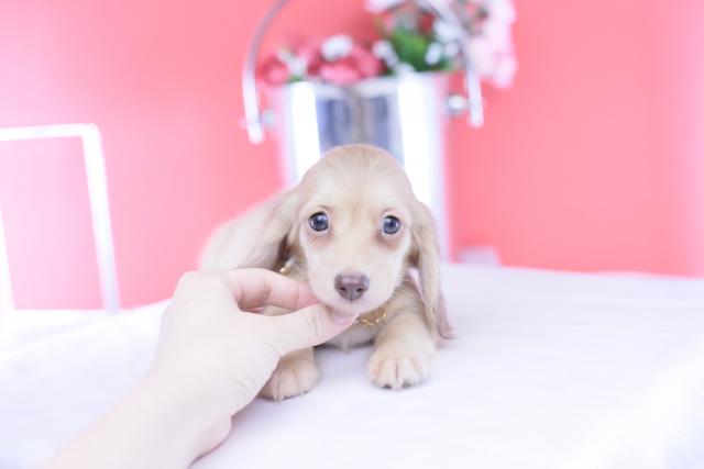 カニヘンダックスフンド　ロングの写真2