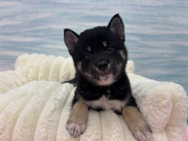 柴犬