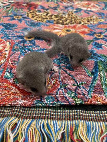【ノーマル】アフリカヤマネの写真3