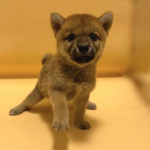 柴犬