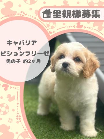 キャバリア×ビションフリーゼ