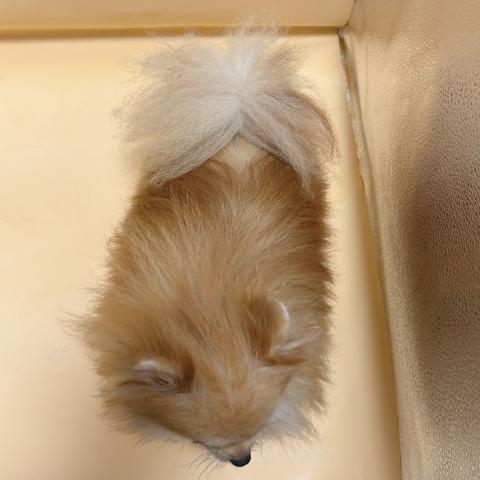 ポメラニアンの写真2
