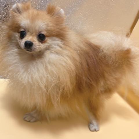 ポメラニアンの写真5