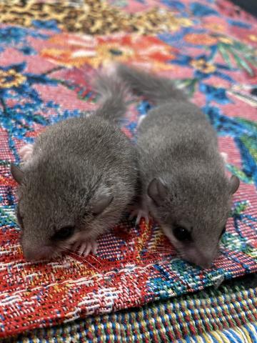 【ノーマル】アフリカヤマネの写真2