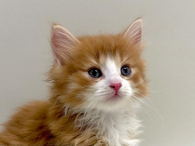 サイベリアン💕猫アレルギー有る方にお勧め猫種💕