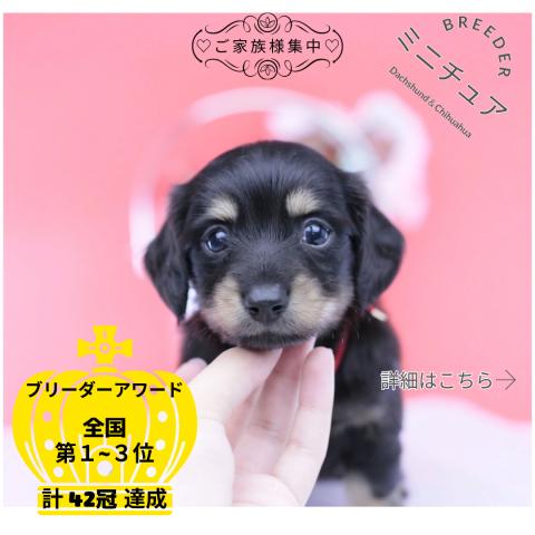 ミニチュアダックスフンド　ロング