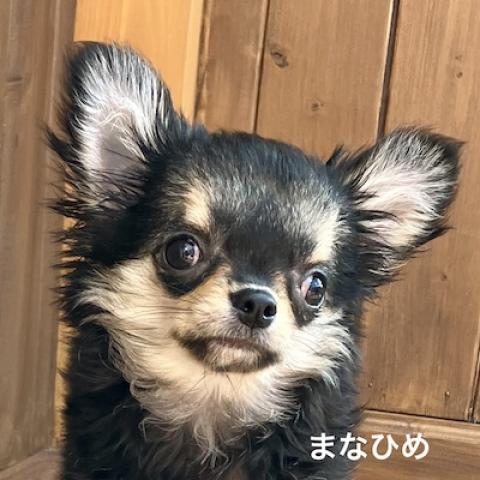 チワワ（ロングコート）