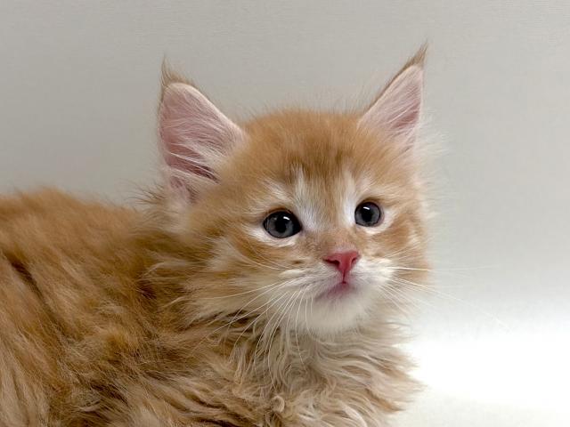 サイベリアン💕猫アレルギー有る方にお勧め猫種💕