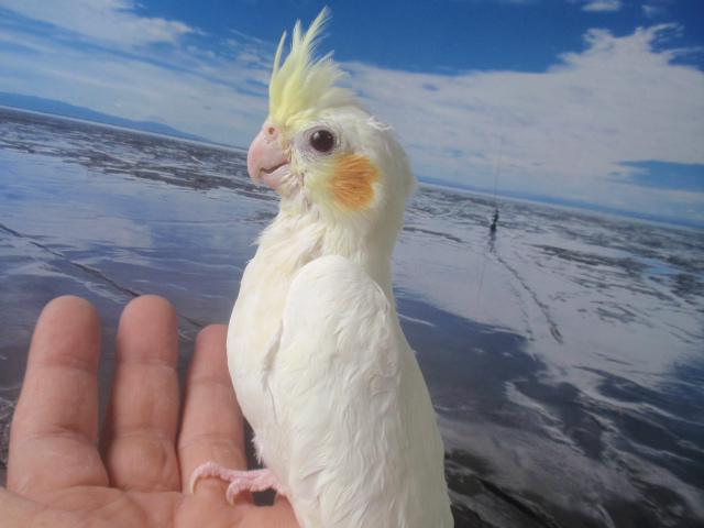 オカメインコ　パステルフェイスルチノー　女の子　(^_-)-☆