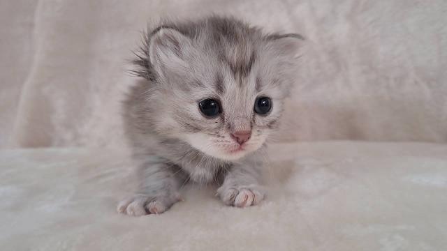 サイベリアンの写真4