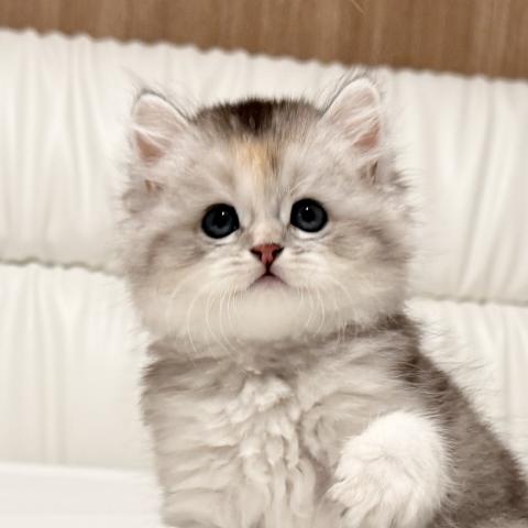 スコティッシュフォールドの写真3