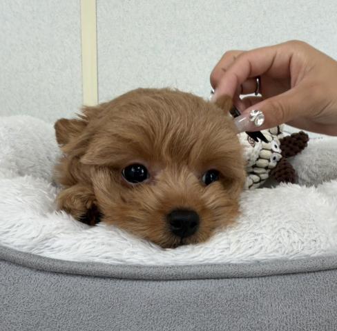 MIXチワプーの写真4