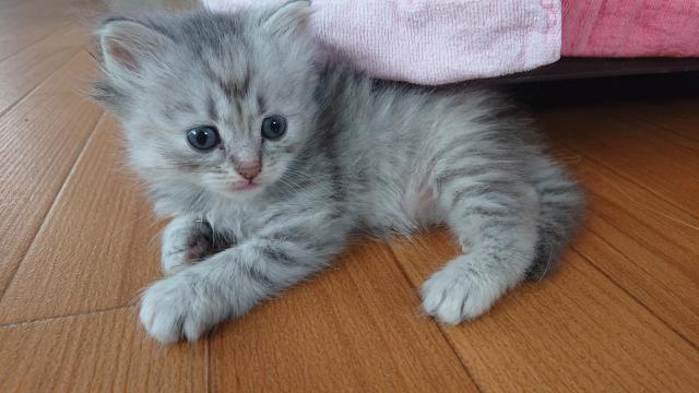 サイベリアンの写真3