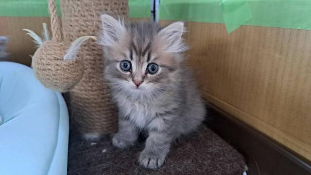 サイベリアンの写真5
