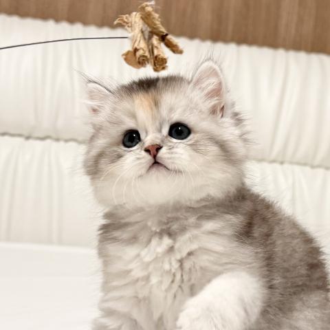 スコティッシュフォールドの写真2