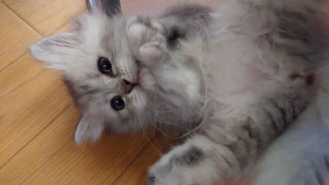 サイベリアンの写真3