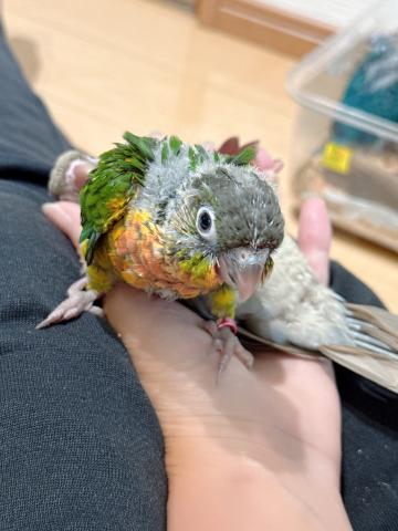 ウロコインコ 46の写真4