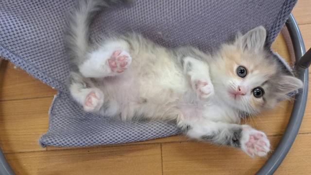 サイベリアンの写真2