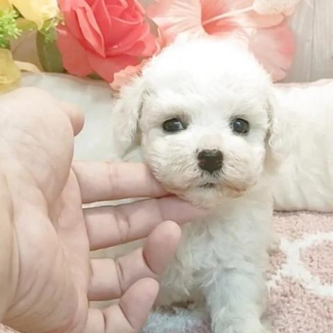ビションフリーゼ