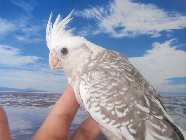 オカメインコ　ホワイトフェイスシナモンパール　女の子　(^_-)-☆